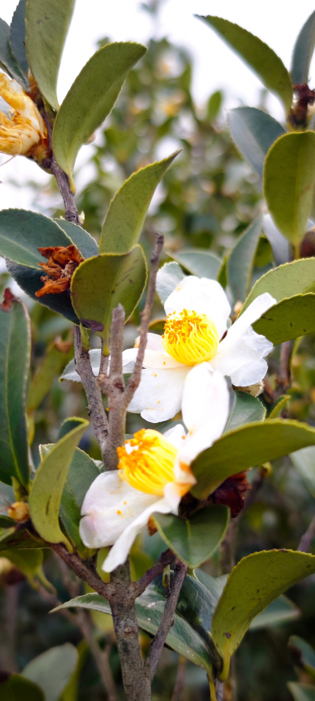 一探龙王尖:武汉野长城-讲故事的手艺人